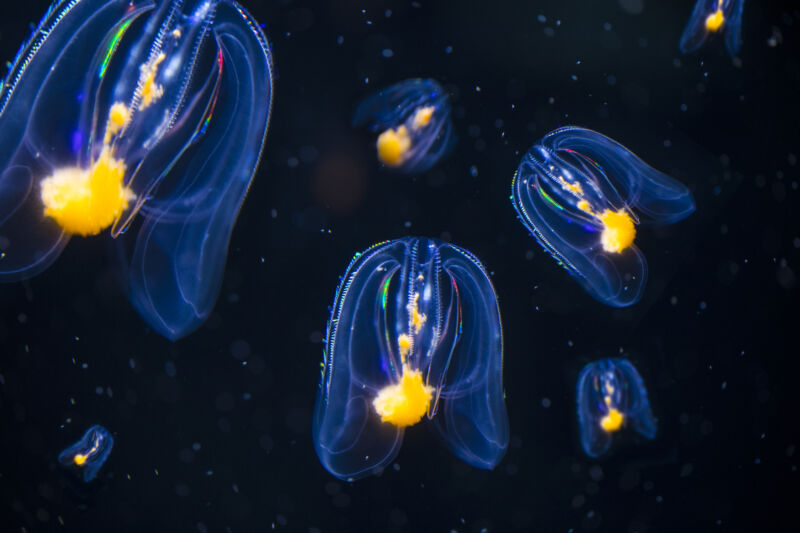 Image of several semi-transparent, iridescent creatures moving through water.